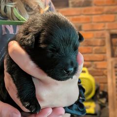 Green Girl - Black female German Spitz puppy in Detroit, Michigan from Legacy Kennels Michigan