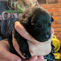 Green Girl - Black female German Spitz puppy in Detroit, Michigan from Legacy Kennels Michigan