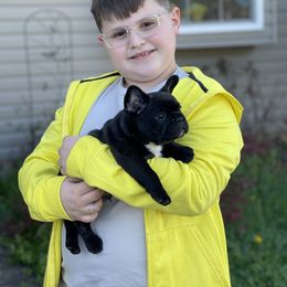 French Bulldog Puppies from Von Bales French Bulldogs