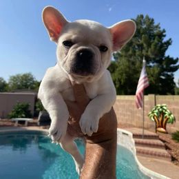 French Bulldog Puppies from Az Frenchies