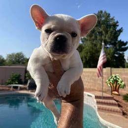 French Bulldog Puppies from Az Frenchies