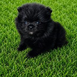 Black Jack - Black male Pomeranian puppy in Rhome, Texas from TyeDye Kennels