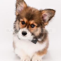 Barley - Sable and white male American Corgi puppy in Santaquin, Utah from Blacktail Mountain Corgis