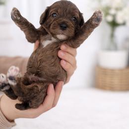 Cavapoo Puppies from Son Kissed Puppy Co