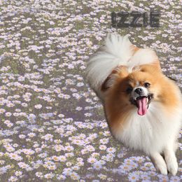 Izzie - Pomeranian