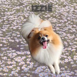 Izzie - Pomeranian