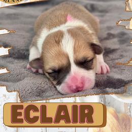 Eclair - Red female Pembroke Welsh Corgi puppy in Elberta, Utah from 3F Farms- Pembroke Welsh Corgis and Irish Wolfhounds