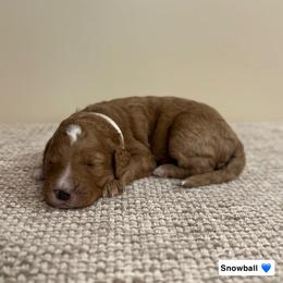 Snowball - Red  male Goldendoodle puppy in Crothersville, Indiana from Wischmeier’s Doodles