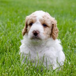 Dopey - male Australian Mountain Doodle puppy in Decatur, Illinois from Signature Doodles