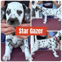 Star Gazing - White and black male Dalmatian puppy in Melrose, New Mexico from ECMO Farm Dalmatians & Labrador Retrievers