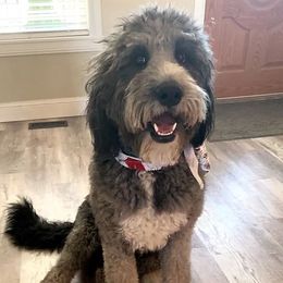 Lucky - Bernedoodle