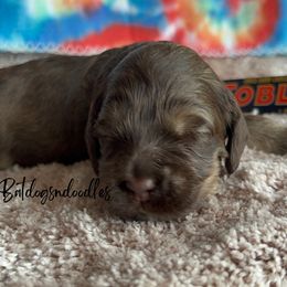 Cavapoo, Cockapoo, and French Bulldog Puppies from Batdogsndoodles