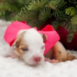 Faith - Red merle female Miniature Australian Shepherd puppy in Norman, Oklahoma from Raised Right Pups