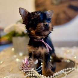 Coco (Mini Shop and Hocus Pocus Lineage) - Black and tan female Yorkshire Terrier puppy in Pittsburg, California from Crystal Garden Yorkies