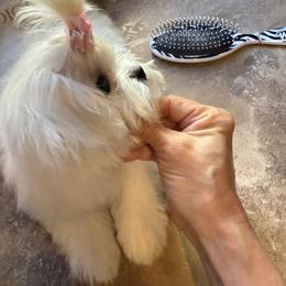 Josie - White female Maltese puppy in Gilbert, Arizona from Bijou Babydoll Maltese