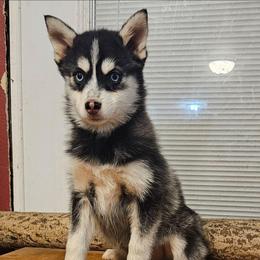 Marmot - Black and white female Pomsky puppy in Stover, Missouri from Lx2 County Line Pomskies