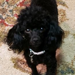 Aiden - Poodle