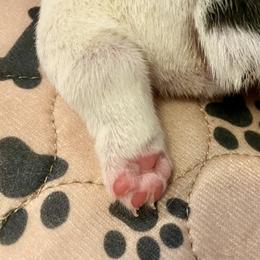 Golden Retriever and Jack Russell Terrier Puppies from Shelby Burleson's Golden Retrievers and Jack Russell Terriers
