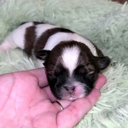 Girl 3 - Tricolor female Shih Tzu puppy in Bishop, California from Shih Tzu G-ma