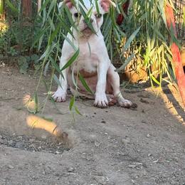Cream boy longer cork screw tail - Black and white male Boston Terrier puppy in Madera Acres, California from Muggin Bostons Terriers and Mini Dachshund