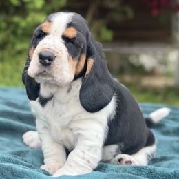 Mallory - Black brown and white Basset Hound puppy in Remington, Virginia from Lotus Rose Basset hounds