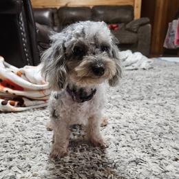 Boingza - Maltipoo