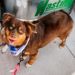 Mom - Miniature Australian Shepherd