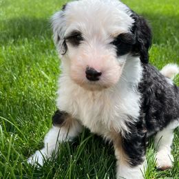 Girl 5 - Aussiedoodle puppy from Bella Ridge Farms & Dapper Doodles