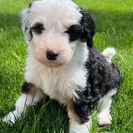 Girl 5 - Aussiedoodle puppy from Bella Ridge Farms & Dapper Doodles