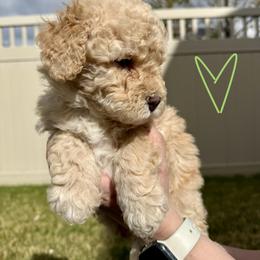 Bernedoodle, Cavalier King Charles Spaniel, and Poodle Puppies from Ellas.Pups (Bernedoodles & Cavapoos)
