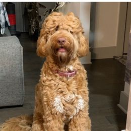 Jazzy - Australian Labradoodle