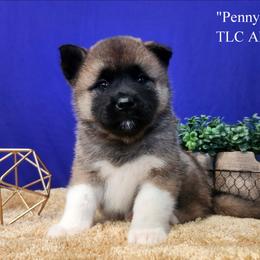 AKC Penny - Fawn female Akita puppy in Chillicothe, Missouri from TLC Akitas