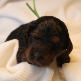 Macaroon (Green collar) - Black female Goldendoodle puppy in Seattle, Washington from Dream Lake Doodles