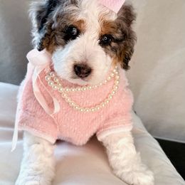 Purple - Blue merle female Bernedoodle puppy in Curtice, Ohio from The Pink Doghouse