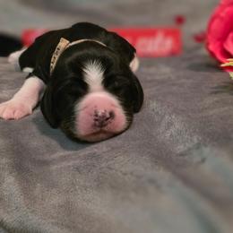 Blizzard - Black white and tan male English Springer Spaniel puppy in Cookeville, Tennessee from Krossroads Kennel