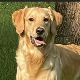 Golden Retrievers from Kyber Kennels