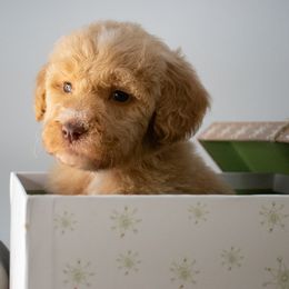 Birdie Pink Girl - Apricot female Goldendoodle puppy in Lafayette, Alabama from Sweethaven Kennels