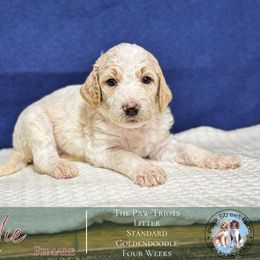 Independence (indie) - Apricot female Goldendoodle puppy in Paxville, South Carolina from Pack Street Pups