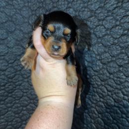 Boy 1 - Black and tan male Dachshund puppy in Liberty, Mississippi from Liberty Oaks Aussies and Dachshunds