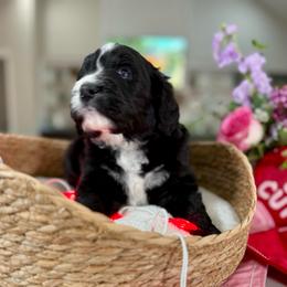 Green collar - Black and white male Bernedoodle puppy in Indiahoma, Oklahoma from Farm Fresh Doodles