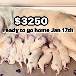 4th Pick Male - Light golden male Golden Retriever puppy in Sarasota, Florida from Platinum Paws Puppies