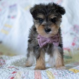 Rick Strike - Merle male Schnoodle puppy in Grove, Oklahoma from Grand Lake Poodles & Doodles