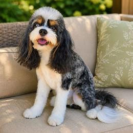 Blue - Cavapoo