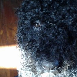 Portuguese Water Dogs from Fall Line Farm