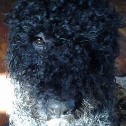 Portuguese Water Dogs from Fall Line Farm