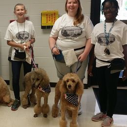 Goldendoodles, Golden Retrievers, and Poodles from Oval Office Therapy Dogs, Inc.