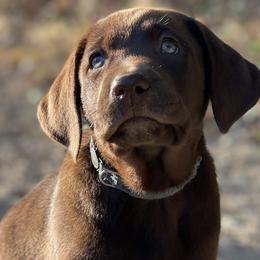Labrador Retrievers from Little River Labradors