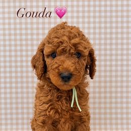 Gouda - Red  female Goldendoodle puppy in La Porte, Texas from B+C Doodles