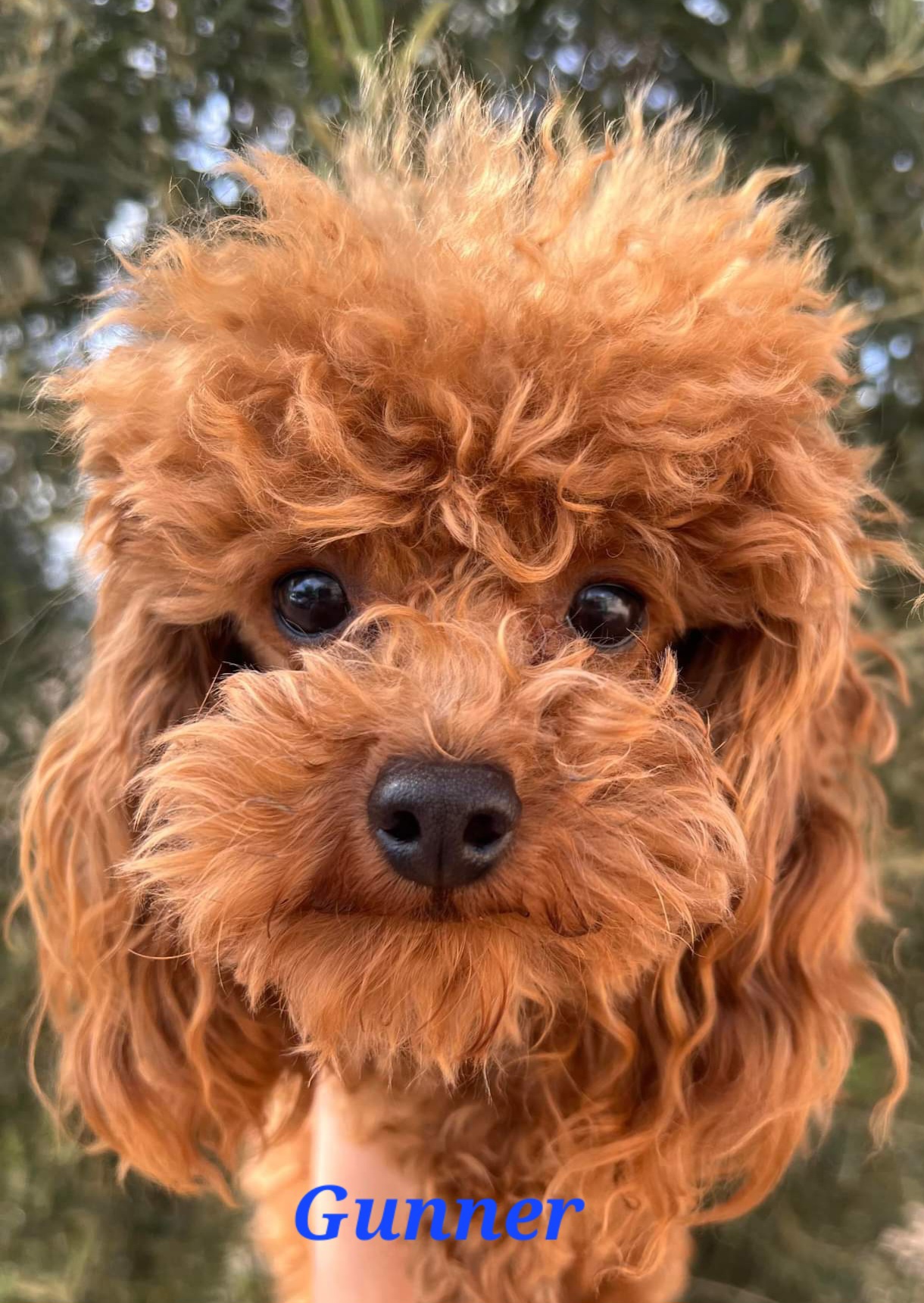 Gunner - Poodle