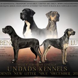 Great Dane puppies from UNDAD'S KENNELS